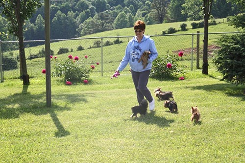 Berta Tomey and Yorkie pups